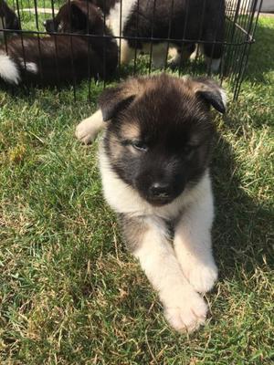 Fantastic Akita Puppies Potty Trained FOR SALE ADOPTION