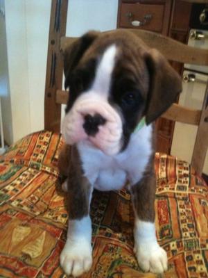 Quality Boxer Puppies Champion Lines FOR SALE ADOPTION