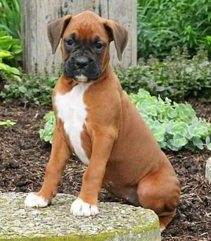 beautiful Boxer puppies that is socialized with children and full of fun FOR SALE ADOPTION