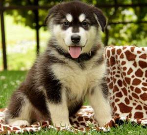 fun loving Alaskan Malamute puppies ready for a forever home FOR SALE ADOPTION
