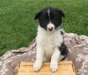 sharp looking Border Collie puppies who has been family raised with children FOR SALE ADOPTION