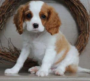 sweet Cavalier King Charles puppies with a kind heart FOR SALE ADOPTION