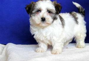 Aorable Havanese puppies FOR SALE ADOPTION