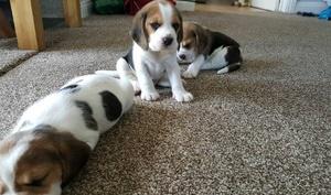 Beautiful and adorable tri color Beagle puppies available FOR SALE ADOPTION