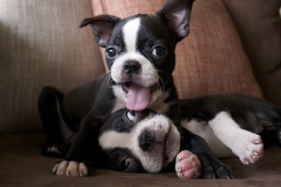 Boston Terrier Puppies For Adoption FOR SALE ADOPTION