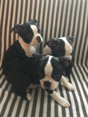 Boston puppies for adoption FOR SALE ADOPTION