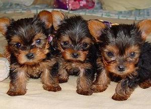Excellent Teacup Yorkie Puppies For Adoption FOR SALE ADOPTION