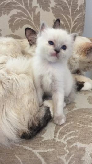 Fabulous Birman Kittens Available For Adoption FOR SALE ADOPTION