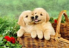 Golden Retriever Puppies For Adoption FOR SALE ADOPTION