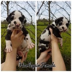 Great Dane Puppies FOR SALE ADOPTION