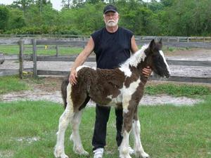 Gypsy Vanner Horse Ready to go FOR SALE ADOPTION