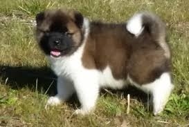 Healthy Akita Puppies For Adoption FOR SALE ADOPTION