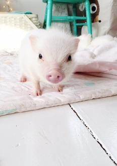 Micro mini piggies make great pets FOR SALE ADOPTION