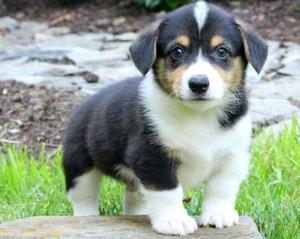 Pembroke Welsh Corgi puppies with tons of personalities FOR SALE ADOPTION