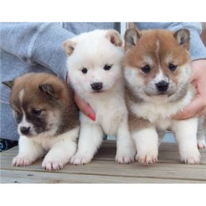 Purebred Shiba Inu pups ready FOR SALE ADOPTION