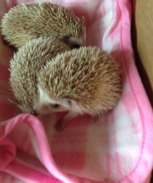 Pygmy Hedgehogs Ready Soon Friendly FOR SALE ADOPTION