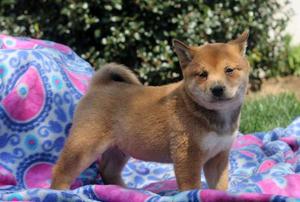 Shiba Inu puppies who loves to cuddle FOR SALE ADOPTION