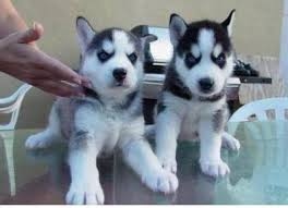 Siberian Husky Puppies for Adoption FOR SALE ADOPTION