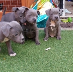 Staffordshire Bull Terrier Puppies FOR SALE ADOPTION