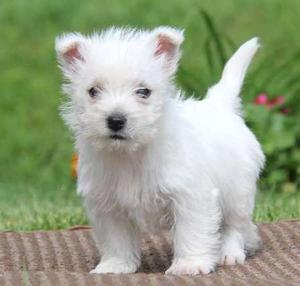 adorable West Highland Terrier puppies FOR SALE ADOPTION