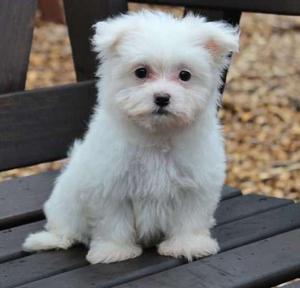 lovable Maltese puppies with fun personalities FOR SALE ADOPTION