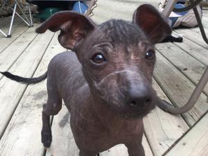 Xolo Puppies FOR SALE ADOPTION