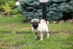 Cute Pug Puppies FOR SALE ADOPTION