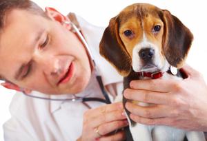 Emergency Veterinary Hospital in Mississauga SERVICES