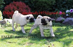 Healthy Pug Puppies FOR SALE ADOPTION