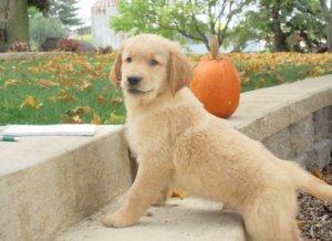 Beautiful Golden Retriever Puppies now ready FOR SALE ADOPTION