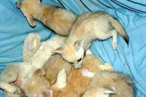 Fennec Foxes FOR SALE ADOPTION