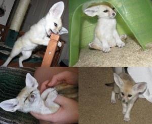 Fennec Foxes for sale FOR SALE ADOPTION