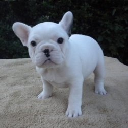 Friendly french bulldog puppies FOR SALE ADOPTION