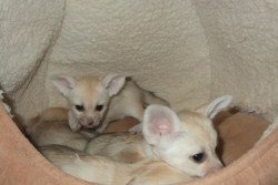 Male and female fennec foxes available FOR SALE ADOPTION