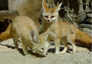 TICA Registered Fennec Foxes FOR SALE ADOPTION