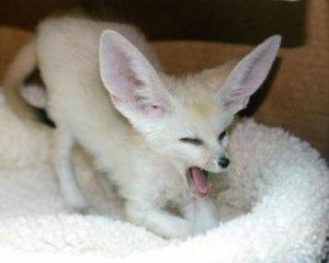 TICA Registered Fennec fox for sale home trained FOR SALE ADOPTION