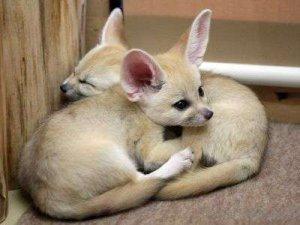 Wonderful Small Fennec Foxes FOR SALE ADOPTION