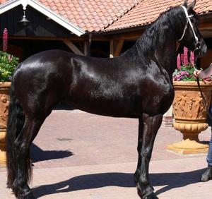 Beautiful temperament Friesian Horse Available For New Homes FOR SALE ADOPTION