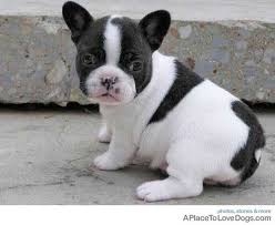 Charming French Bulldog puppies FOR SALE ADOPTION
