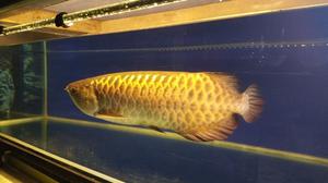 Healthy and the most colorful Aquarium Arowana Fishes For Sale Pets