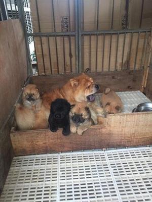Stunning chow chow puppies ready FOR SALE ADOPTION