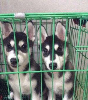 Quality siberians huskys Puppies FOR SALE ADOPTION