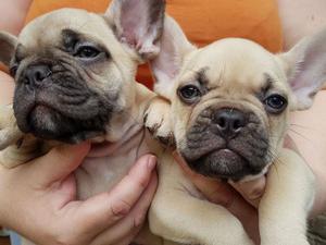 FRENCH BULLDOG PUPPIES READY TEXT  FOR SALE ADOPTION