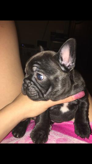New Elite French bulldog puppy for sale
