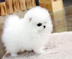 Perfect Shape Ice White Tea Cup Pomeranian Puppies FOR SALE ADOPTION