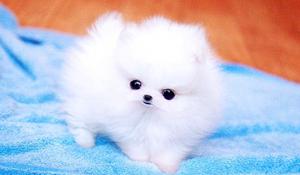 Quality Ice White Tea Cup Pomeranian Puppies FOR SALE ADOPTION