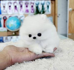 Super special pom puppies FOR SALE ADOPTION