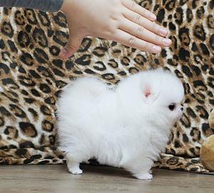 Thick Coats Ice White Tea Cup Pomeranian Puppies FOR SALE ADOPTION