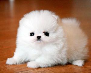 Very Lovable pom puppies FOR SALE ADOPTION