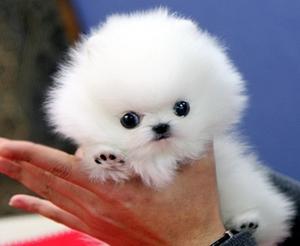 Very Thick Ice White Tea Cup Pomeranian Puppies FOR SALE ADOPTION